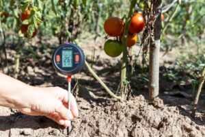 How Soil Analysis Impacts Fruit Yield
