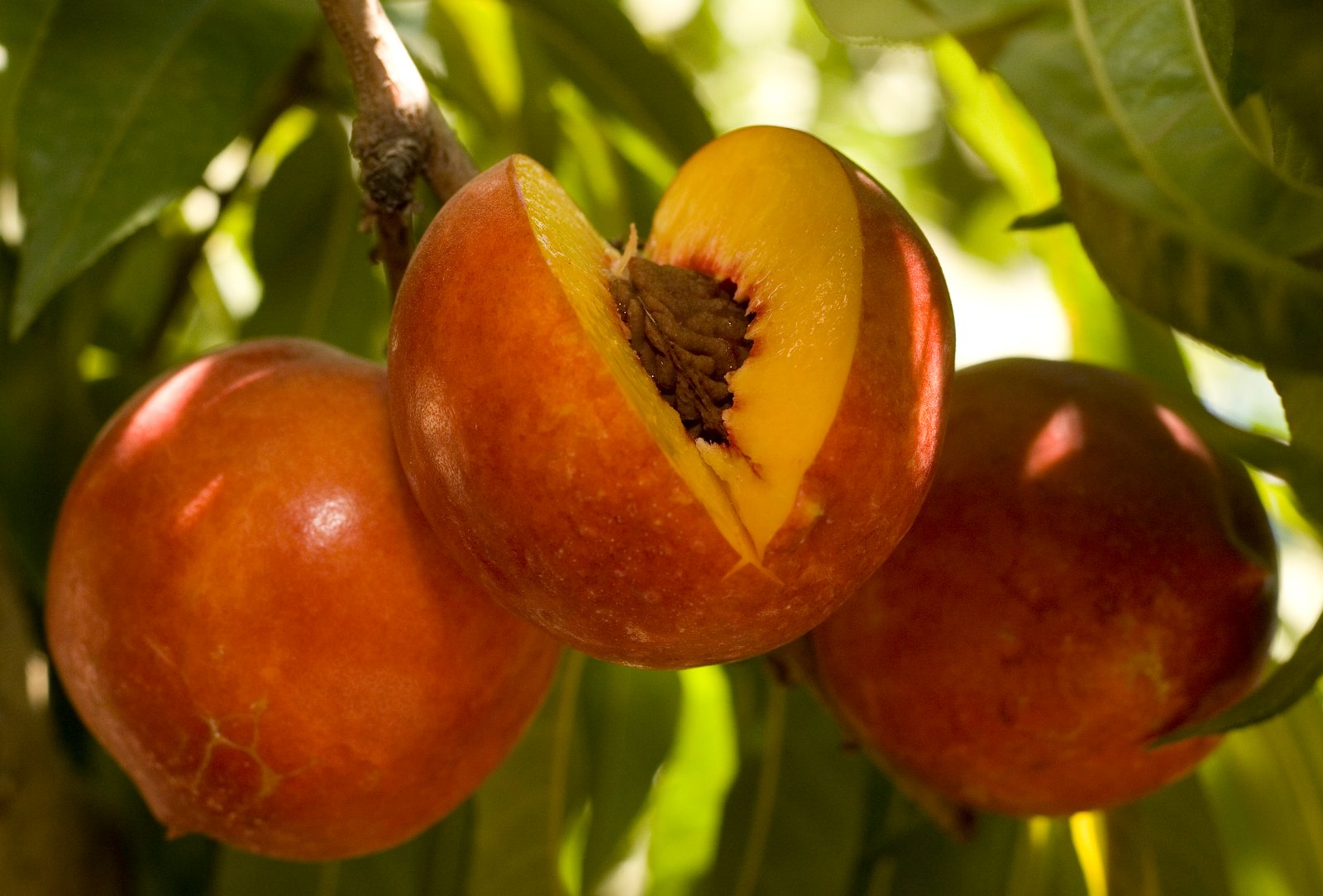 Nectaplum