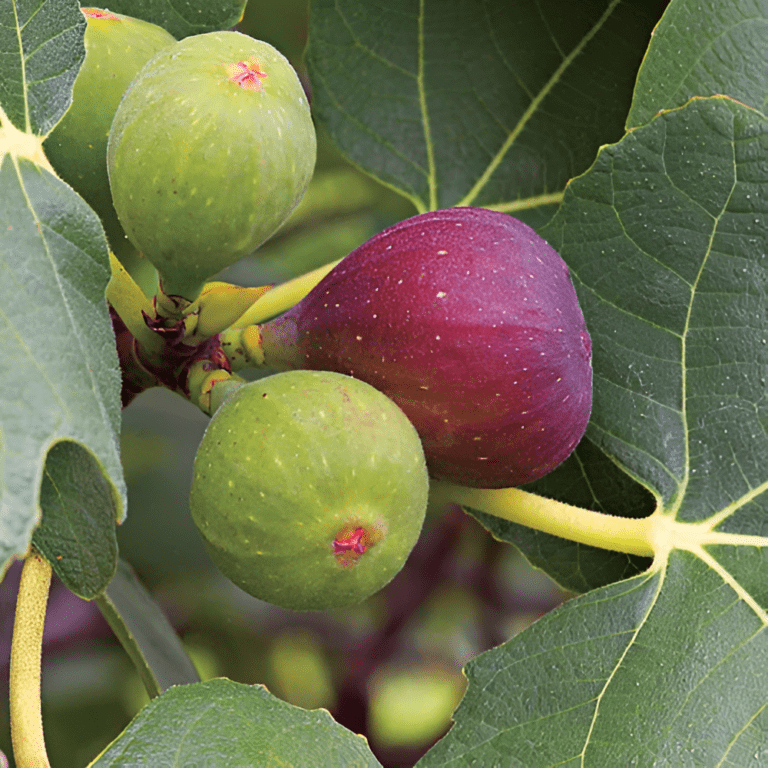 Orchard Stewardship